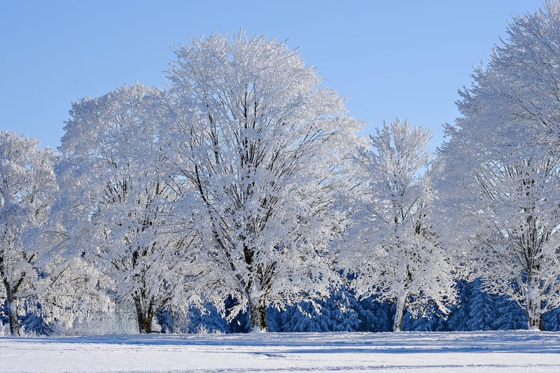 Snowy landscape